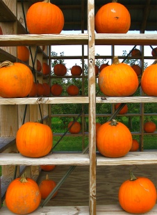 Pumpkins on open shelves in a barn