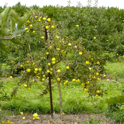 Yellow_Apples_on_Tree-9693-400px