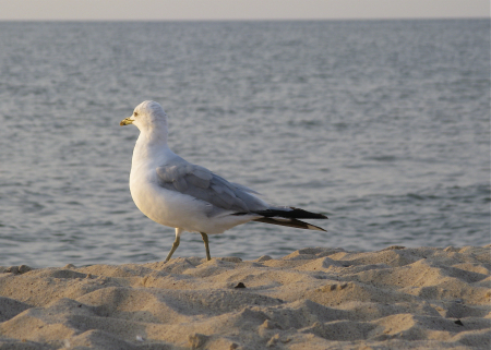 Seagull on beach - St. Joseph, Michigan