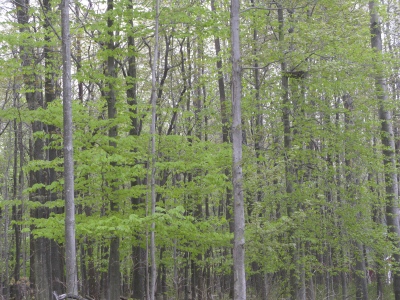 a stand of campground trees in spring
