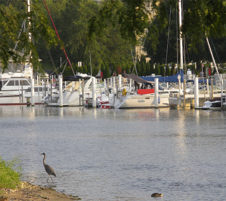 Sailboats across the river with a heron in the foreground - New Buffalo, MI