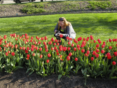 woman photographing red tulips at Veldheer Tulip Farm - Holland, Michigan