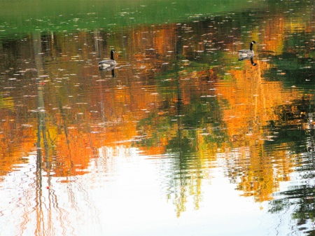 Geese on a pond reflecting fall colored trees in southwest Michigan