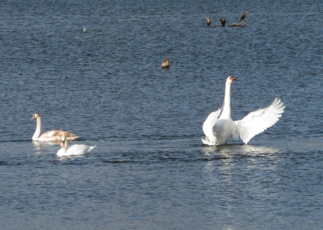 Flapping swans on the water
