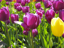 Purple Tulips at Tulip Time in Holland, Michigan